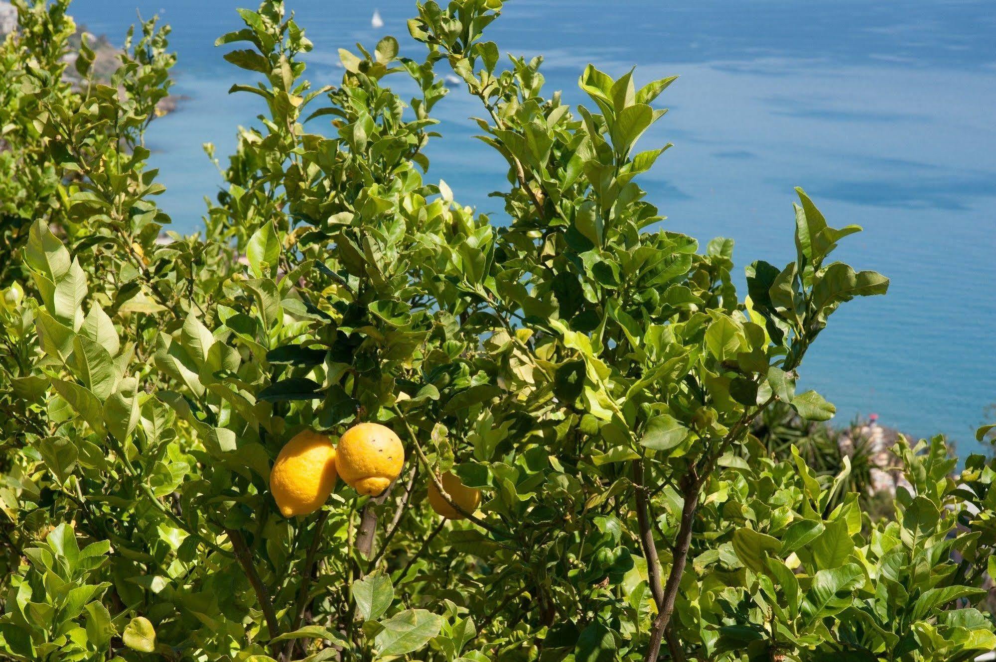 Le Terrazze Appartamenti Vacanze San Remo Kültér fotó